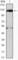 Janus Kinase 2 antibody, abx016032, Abbexa, Western Blot image 