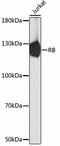 RB Transcriptional Corepressor 1 antibody, 16-832, ProSci, Immunofluorescence image 