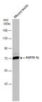 Heat Shock Protein Family A (Hsp70) Member 1 Like antibody, GTX111045, GeneTex, Western Blot image 