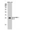 High Mobility Group Box 1 antibody, LS-C387616, Lifespan Biosciences, Western Blot image 