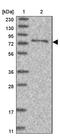 Synaptotagmin Like 5 antibody, PA5-55284, Invitrogen Antibodies, Western Blot image 
