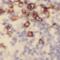 TRAC antibody, FNab08912, FineTest, Immunohistochemistry frozen image 