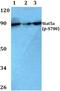 Signal Transducer And Activator Of Transcription 5A antibody, A01087S780, Boster Biological Technology, Western Blot image 