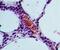 Serum/Glucocorticoid Regulated Kinase 1 antibody, NBP2-19010, Novus Biologicals, Immunohistochemistry frozen image 