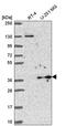 Yip1 Domain Family Member 3 antibody, PA5-66621, Invitrogen Antibodies, Western Blot image 