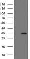 Src Like Adaptor 2 antibody, CF505142, Origene, Western Blot image 