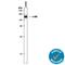 ABL Proto-Oncogene 1, Non-Receptor Tyrosine Kinase antibody, AF5414, R&D Systems, Western Blot image 