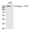 PEAK1 Related, Kinase-Activating Pseudokinase 1 antibody, P10723, Boster Biological Technology, Western Blot image 