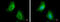 Heat Shock Protein Family B (Small) Member 1 antibody, GTX112964, GeneTex, Immunofluorescence image 