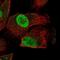 HEXIM P-TEFb Complex Subunit 2 antibody, PA5-55862, Invitrogen Antibodies, Immunofluorescence image 