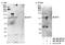 E4F Transcription Factor 1 antibody, NB100-2870, Novus Biologicals, Western Blot image 