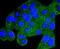 Protein Kinase AMP-Activated Catalytic Subunit Alpha 1 antibody, NBP2-67805, Novus Biologicals, Immunocytochemistry image 
