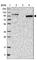 Signal Induced Proliferation Associated 1 Like 2 antibody, HPA024181, Atlas Antibodies, Western Blot image 