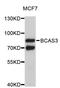 BCAS3 Microtubule Associated Cell Migration Factor antibody, abx003633, Abbexa, Western Blot image 