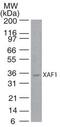 XIAP Associated Factor 1 antibody, PA1-41099, Invitrogen Antibodies, Western Blot image 