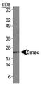 Diablo IAP-Binding Mitochondrial Protein antibody, MA1-16846, Invitrogen Antibodies, Western Blot image 