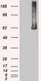 Polo Like Kinase 1 antibody, LS-C784224, Lifespan Biosciences, Western Blot image 