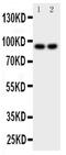 MALT1 Paracaspase antibody, PA5-79622, Invitrogen Antibodies, Western Blot image 