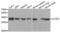 Actin Related Protein 2 antibody, abx004385, Abbexa, Western Blot image 