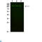 FIG4 Phosphoinositide 5-Phosphatase antibody, LS-C813412, Lifespan Biosciences, Western Blot image 