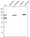 TEK Receptor Tyrosine Kinase antibody, AP31727PU-N, Origene, Western Blot image 