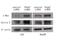 F-Box And WD Repeat Domain Containing 7 antibody, NBP2-50403, Novus Biologicals, Western Blot image 