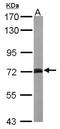 Syntaxin Binding Protein 1 antibody, NBP2-20526, Novus Biologicals, Western Blot image 