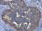 Golgi Membrane Protein 1 antibody, GTX116154, GeneTex, Immunohistochemistry paraffin image 