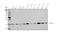 NADH:Ubiquinone Oxidoreductase Subunit B5 antibody, A10585-1, Boster Biological Technology, Western Blot image 