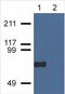 Copine 7 antibody, AM03131PU-N, Origene, Western Blot image 