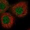 Antagonist Of Mitotic Exit Network 1 Homolog antibody, PA5-61166, Invitrogen Antibodies, Immunofluorescence image 