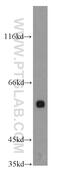 HNF1 Homeobox B antibody, 12533-1-AP, Proteintech Group, Western Blot image 