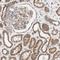 Synaptotagmin 12 antibody, NBP1-87001, Novus Biologicals, Immunohistochemistry paraffin image 