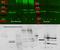 Pan-Calcineurin A antibody, orb107279, Biorbyt, Western Blot image 