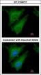 Suppressor Of Cytokine Signaling 4 antibody, LS-C185648, Lifespan Biosciences, Immunocytochemistry image 