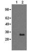 CD20 antibody, 16-0201-85, Invitrogen Antibodies, Western Blot image 