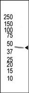 Farnesyl Diphosphate Synthase antibody, 61-390, ProSci, Western Blot image 