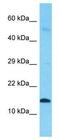 Insulin Like 5 antibody, GTX45807, GeneTex, Western Blot image 