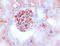 Platelet And Endothelial Cell Adhesion Molecule 1 antibody, BM4086B, Origene, Immunohistochemistry frozen image 