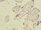 hOSC antibody, orb39976, Biorbyt, Immunohistochemistry paraffin image 
