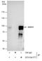 SRY-Box 13 antibody, GTX104177, GeneTex, Immunoprecipitation image 