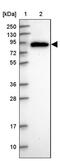Pyridoxal Dependent Decarboxylase Domain Containing 1 antibody, PA5-61489, Invitrogen Antibodies, Western Blot image 
