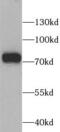 Solute Carrier Family 25 Member 13 antibody, FNab07930, FineTest, Western Blot image 