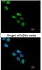 NOVA Alternative Splicing Regulator 1 antibody, NBP1-32459, Novus Biologicals, Immunofluorescence image 