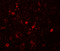 Small G Protein Signaling Modulator 1 antibody, 7033, ProSci, Immunofluorescence image 