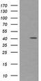 Matrix-remodeling-associated protein 2 antibody, TA505999, Origene, Western Blot image 