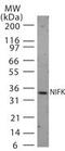 Nucleolar Protein Interacting With The FHA Domain Of MKI67 antibody, PA1-41409, Invitrogen Antibodies, Western Blot image 