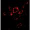 Snail Family Transcriptional Repressor 2 antibody, LS-B554, Lifespan Biosciences, Immunofluorescence image 