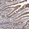 Microtubule Associated Protein 11 antibody, PA5-56157, Invitrogen Antibodies, Immunohistochemistry frozen image 