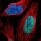 Zinc Finger Protein 250 antibody, NBP1-81052, Novus Biologicals, Immunocytochemistry image 